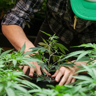 Worker Pruning Cannabis Plant